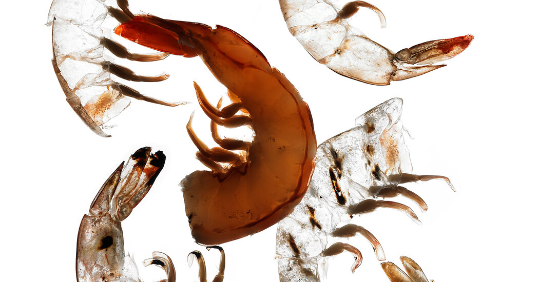 Are shrimp good for your health?  And for the environment?