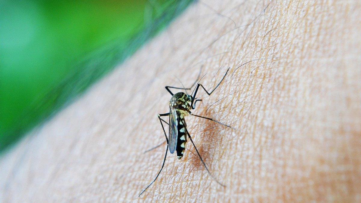 DENGUE ALERT MADRID |  Concern about dengue in Madrid: twice as many cases as in 2023