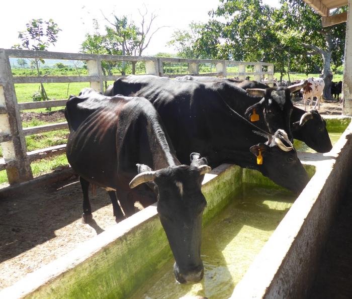 With just one control exercise... are there more cows, do they give more milk? › Cuba › Granma